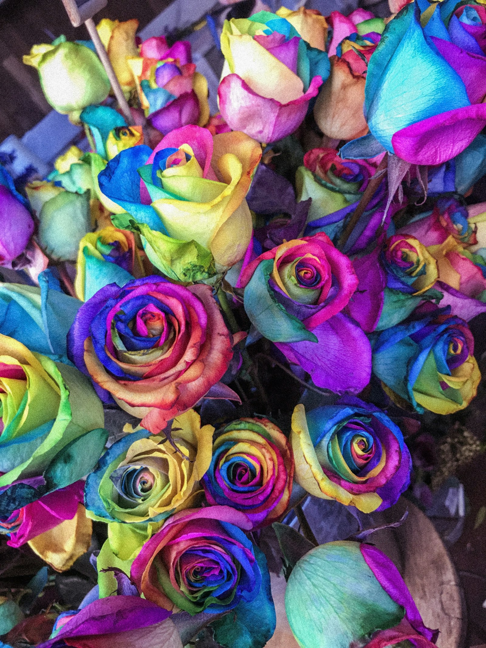 Rainbow Reverie roses
