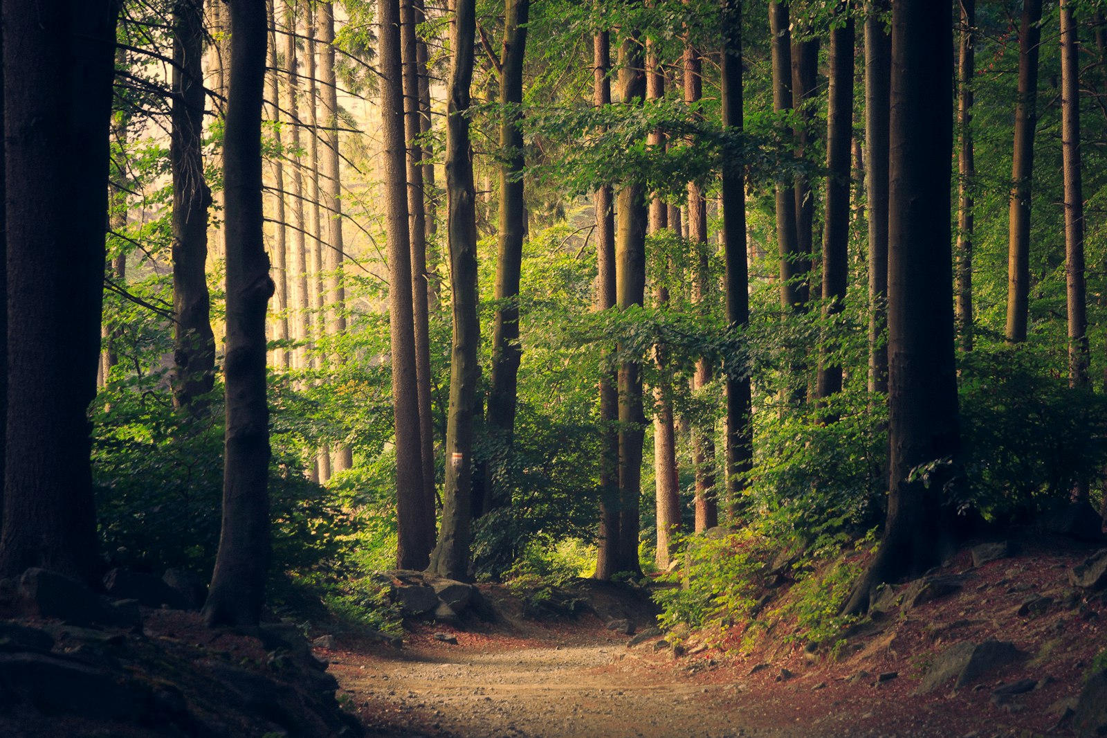 Sunlit forest path