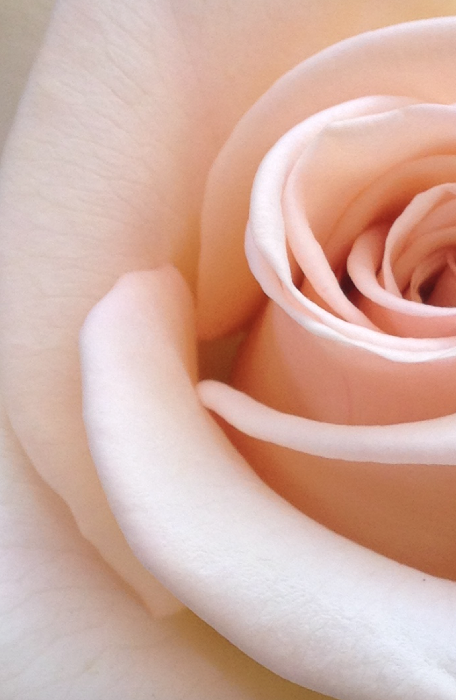 Blush pink rose close up